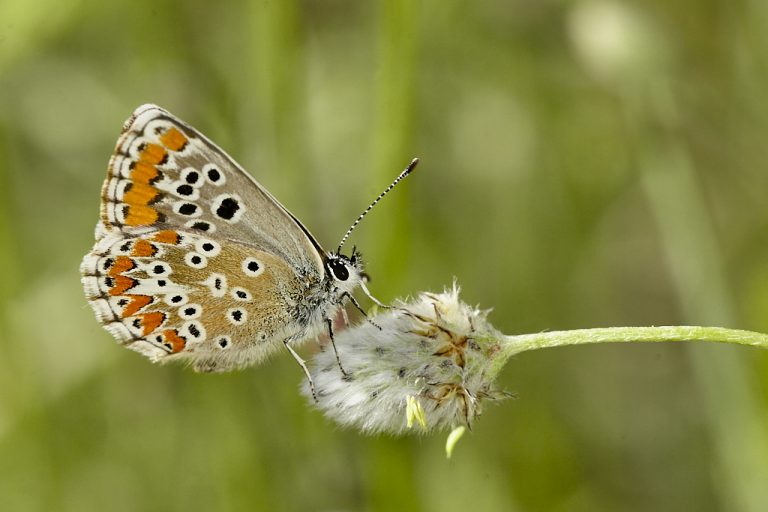 Aricia cramera - Morena