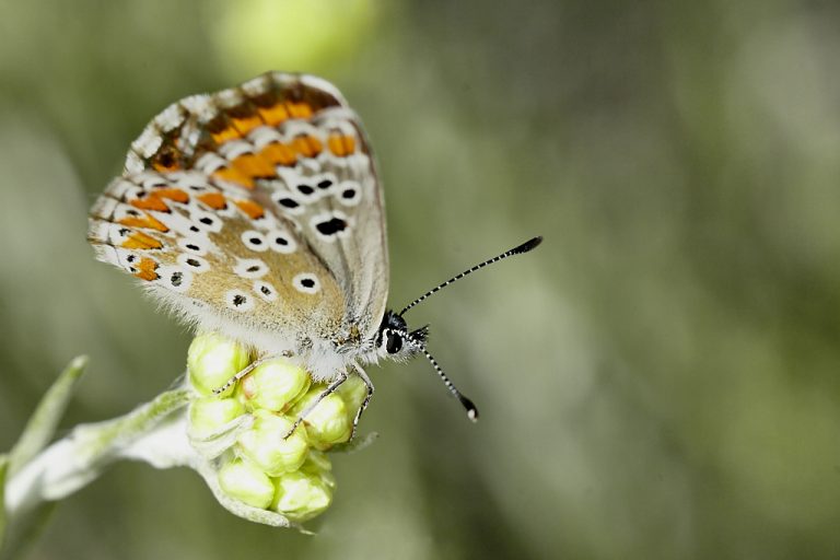 Aricia cramera - Morena