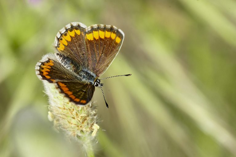 Aricia cramera - Morena