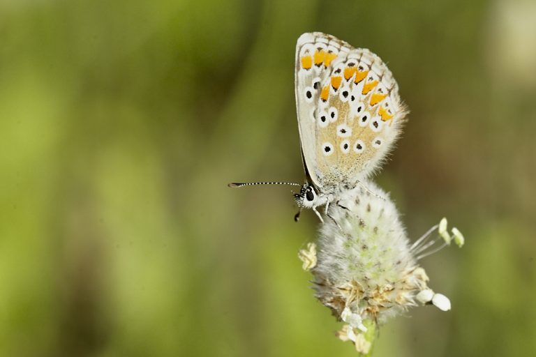 Aricia cramera - Morena