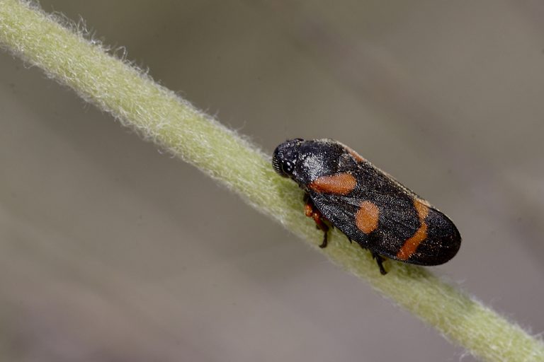 Cercopis intermedia - Cigarra espumadora