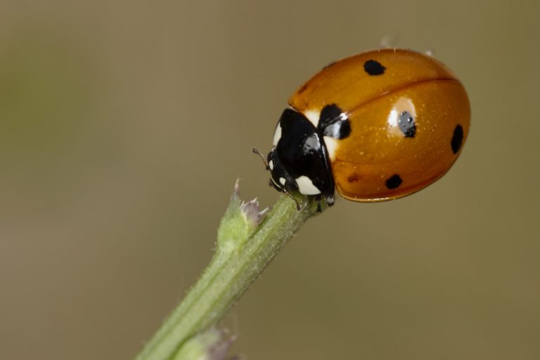 Coccinella septempunctata - Mariquita de 7 puntos