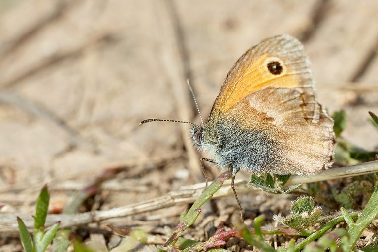 Coenonympha pamphilus - Ninfa de Linneo