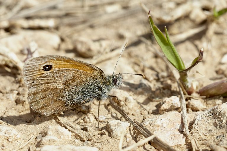 Coenonympha pamphilus - Ninfa de Linneo