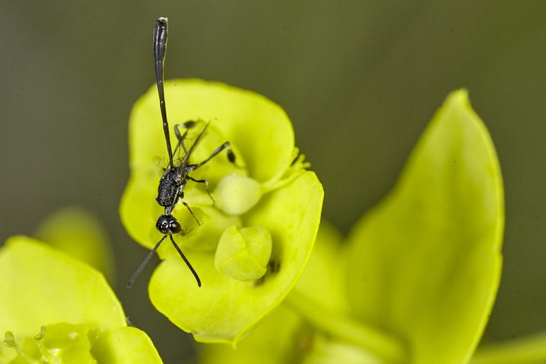 Gasteruption sp - Avispa parasita