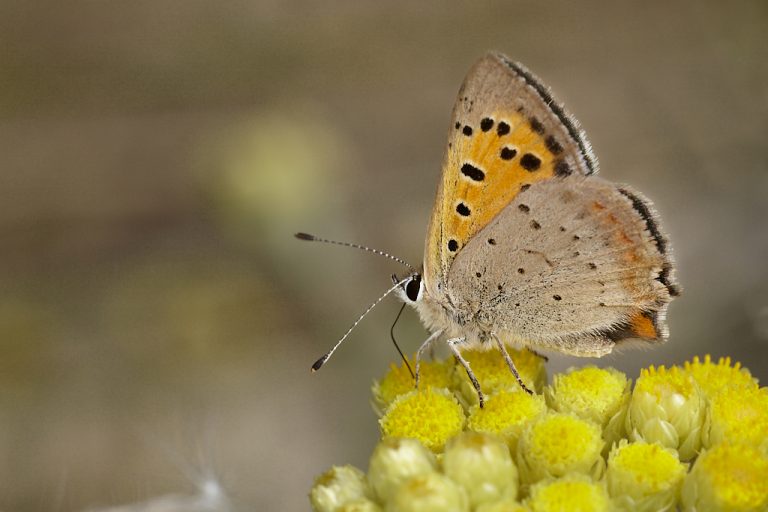 Lycaena phlaeas - Manto bicolor