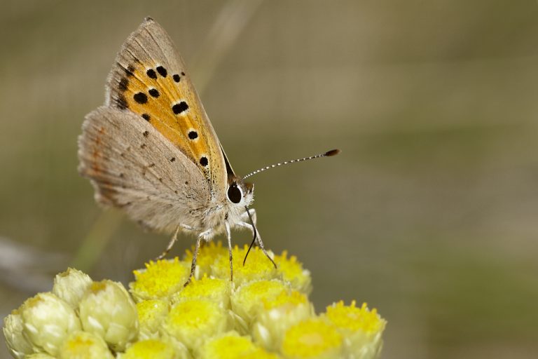 Lycaena phlaeas - Manto bicolor