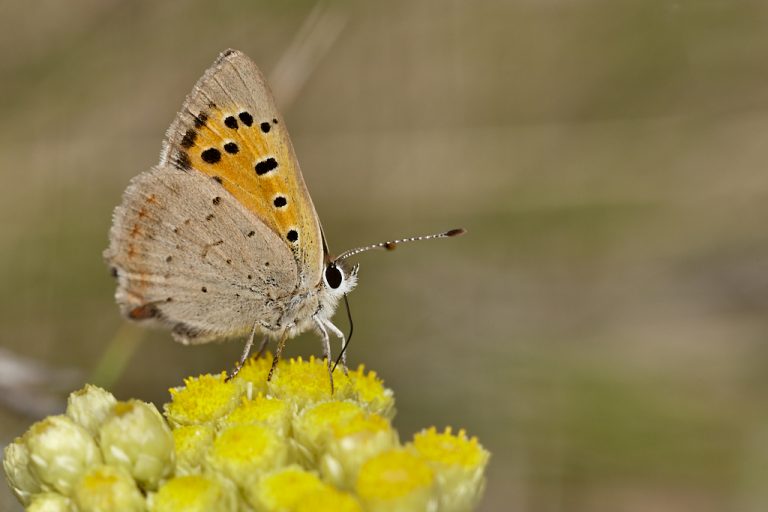 Lycaena phlaeas - Manto bicolor