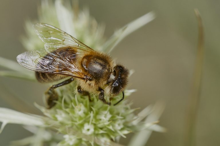 Apis mellifera - Abeja de la miel