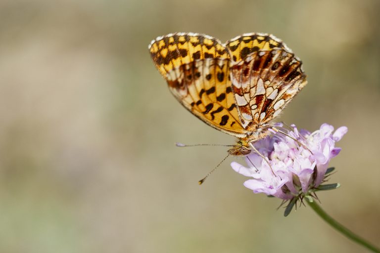 Boloria dia - Doncella violeta