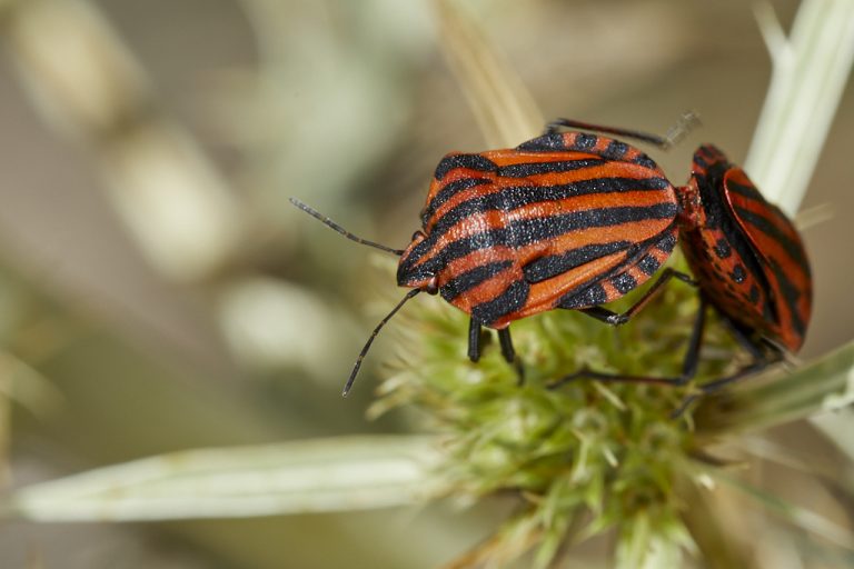 Graphosoma italicum - Chinche rayada