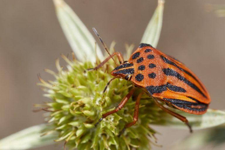 Graphosoma semipunctatum - Chinche punteada