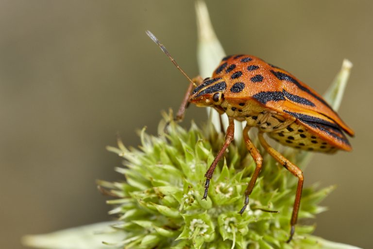 Graphosoma semipunctatum - Chinche punteada