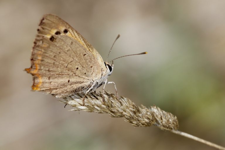 Lycaena phlaeas - Manto bicolor