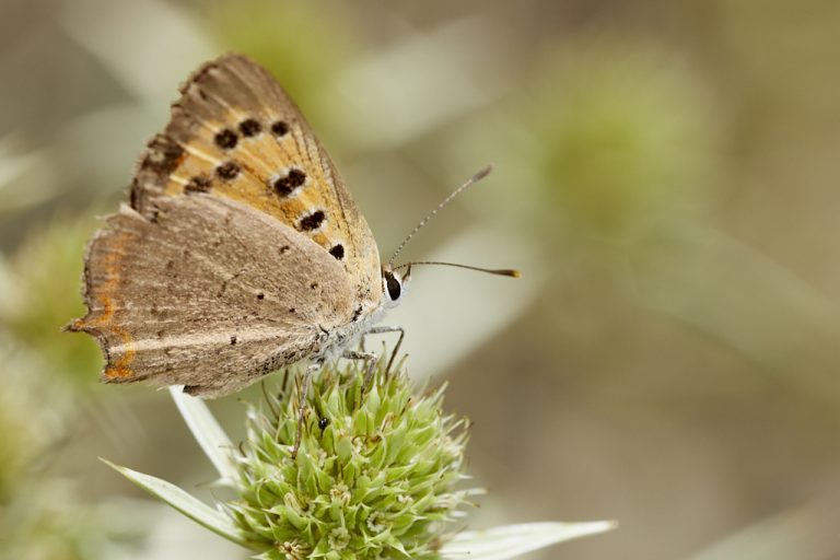 Lycaena phlaeas - Manto bicolor