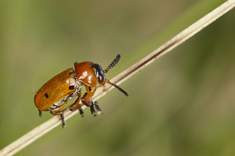 Macrolenes dentipes - Escarabajo del lentisco