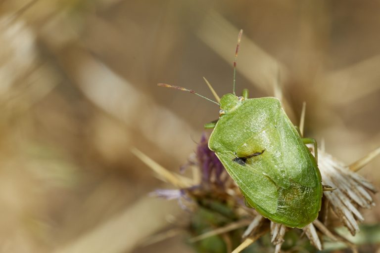 Nezara viridula - Chinche verde