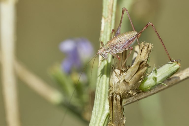 Phaneroptera sp - Phaneroptera