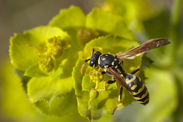 Polistes gallicus - Avispa papelera