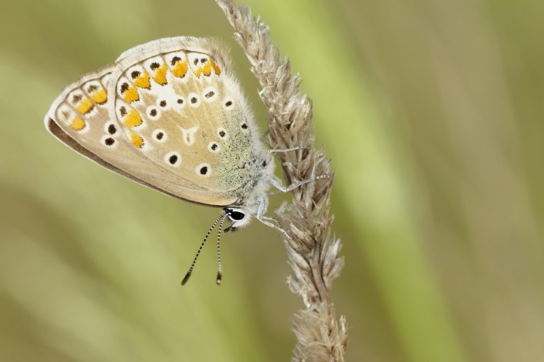 Polyommatus icarus - Mariposa azul comun