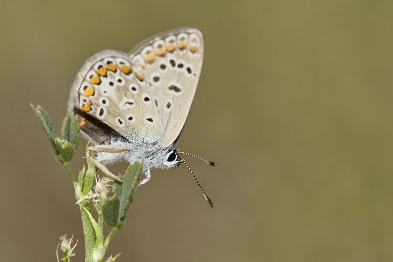 Polyommatus icarus - Mariposa azul comun