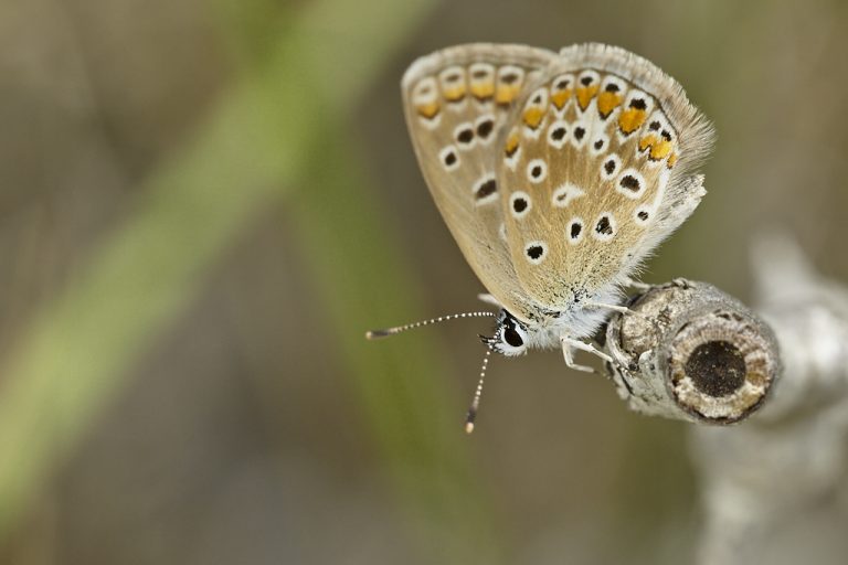 Polyommatus icarus - Mariposa azul comun