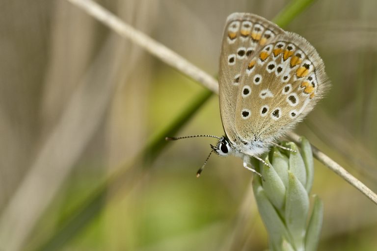 Polyommatus icarus - Mariposa azul comun