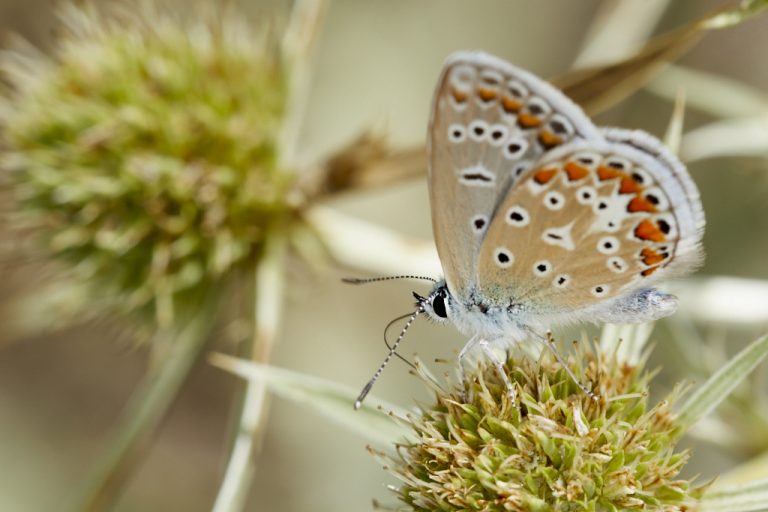 Polyommatus icarus - Mariposa azul comun