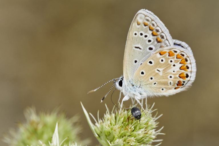 Polyommatus icarus - Mariposa azul comun