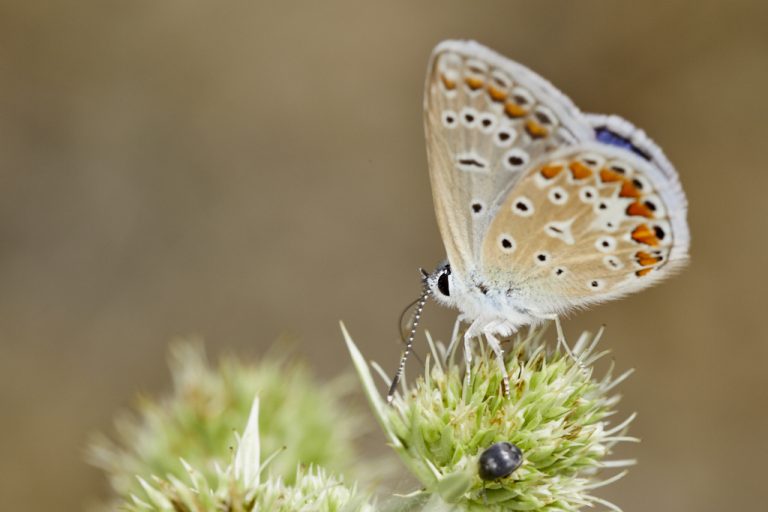 Polyommatus icarus - Mariposa azul comun