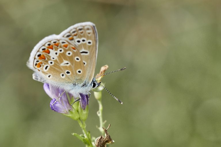 Polyommatus icarus - Mariposa azul comun