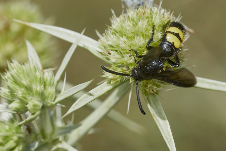 Scolia hirta - Avispa de galet