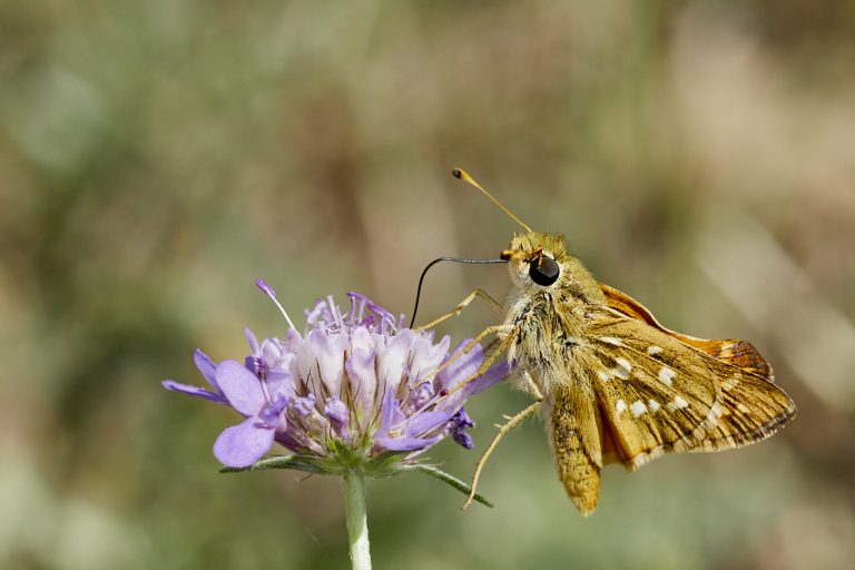 Hesperia comma - Dorada manchas blancas