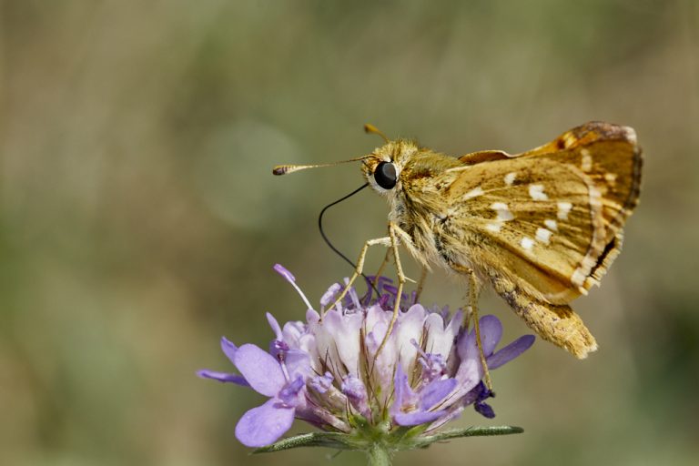 Hesperia comma - Dorada manchas blancas