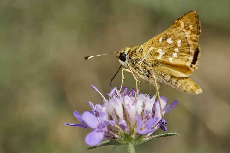 Hesperia comma - Dorada manchas blancas