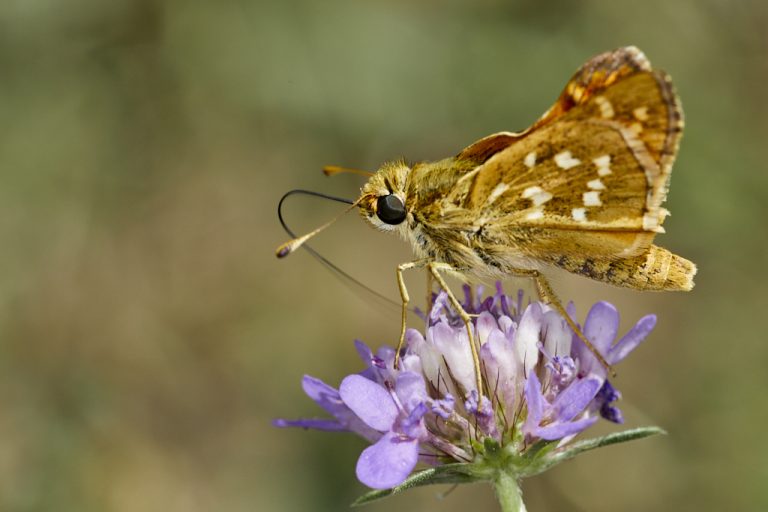 Hesperia comma - Dorada manchas blancas