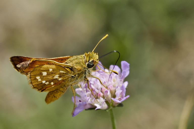 Hesperia comma - Dorada manchas blancas