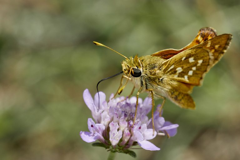 Hesperia comma - Dorada manchas blancas