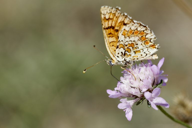 Melitaea phoebe - Doncella mayor