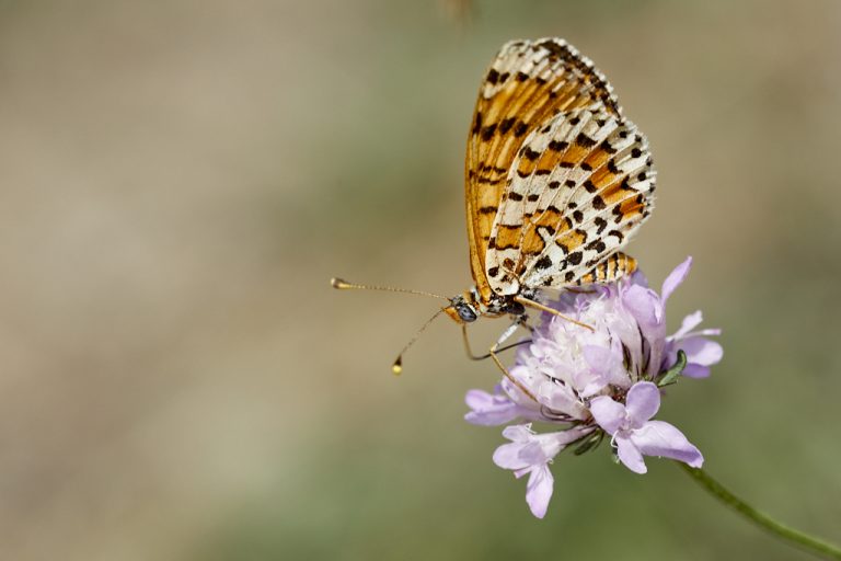 Melitaea trivia - Doncella modesta