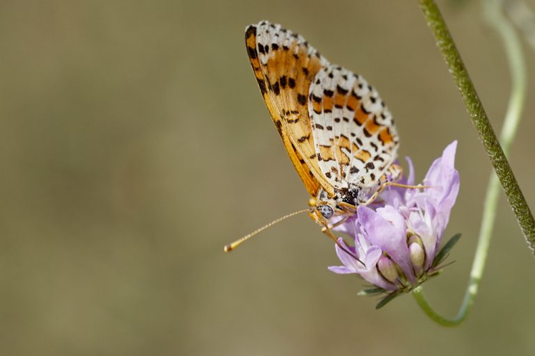 Melitaea trivia - Doncella modesta