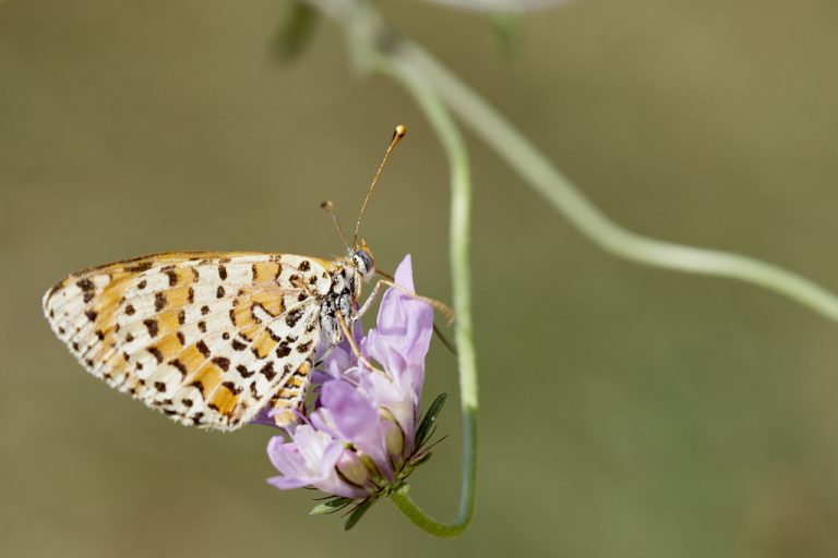 Melitaea trivia - Doncella modesta