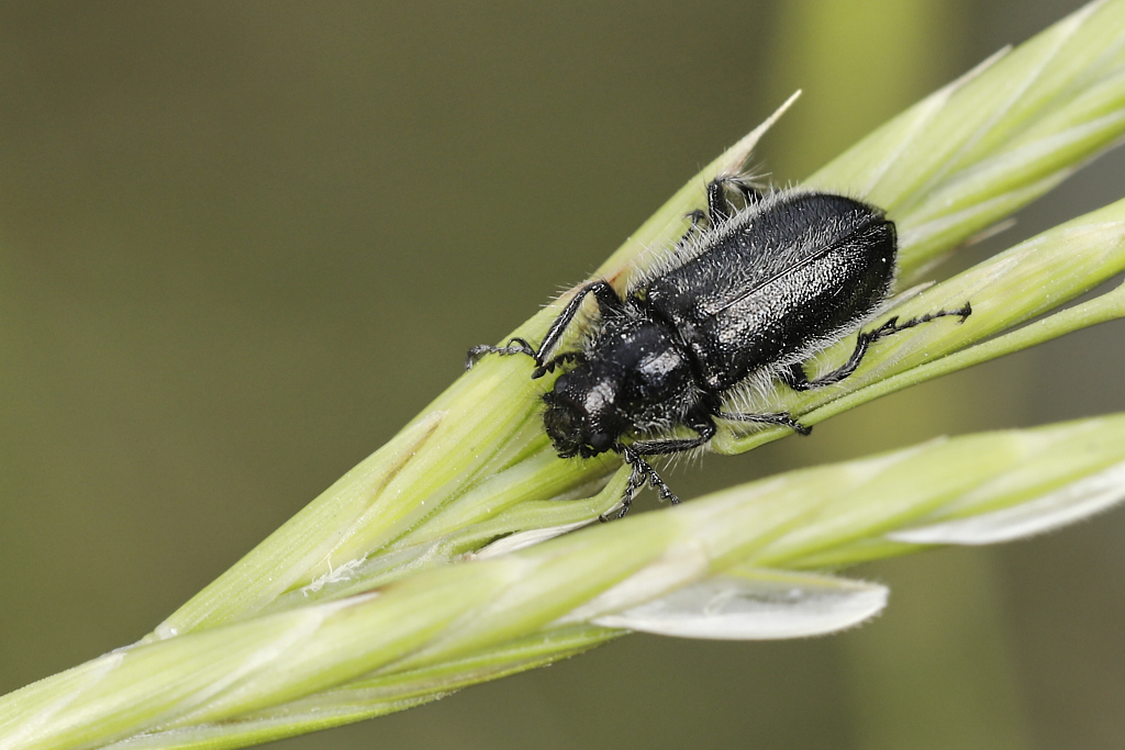 Acmaeodera cylindrica - Escarabajo de la correhuela