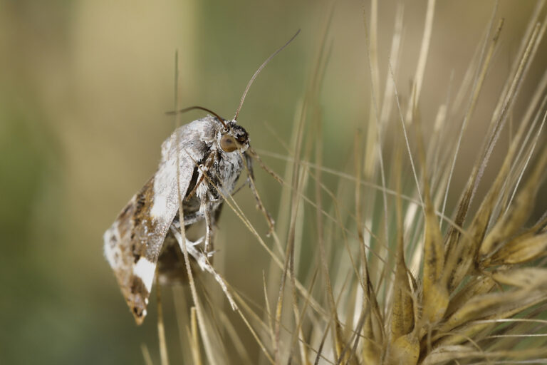 Acontia lucida - Polilla de hombros blancos