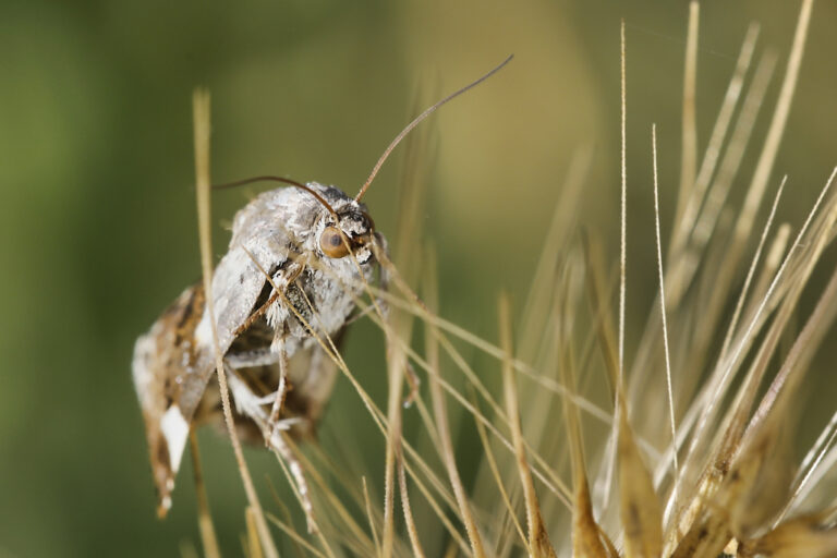 Acontia lucida - Polilla de hombros blancos