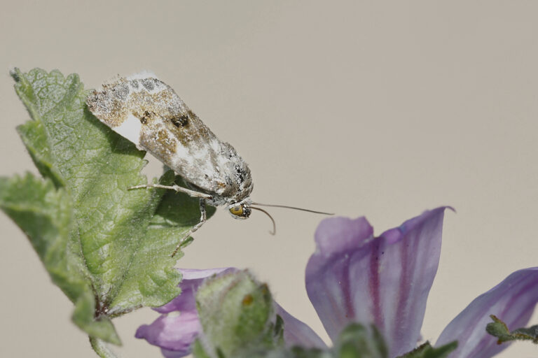 Acontia lucida - Polilla de hombros blancos