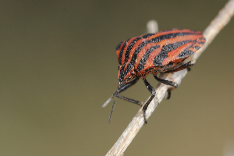 Graphosoma italicum - Chinche rayada