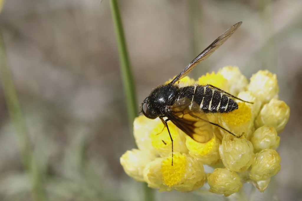 Lomatia sp - Mosca abeja