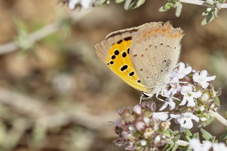 Lycaena phlaeas - Manto bicolor