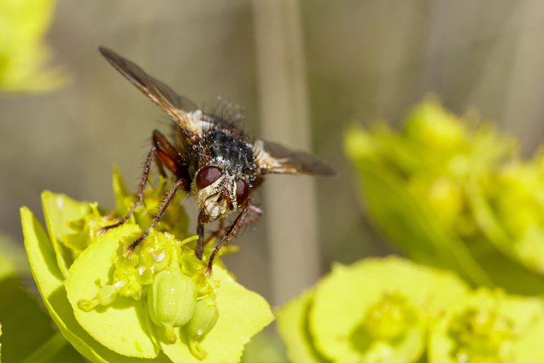 Tachina fera - Mosca erizo